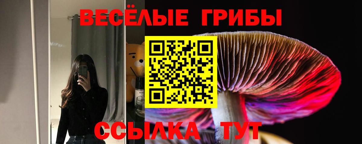 Галлюциногенные грибы Psilocybine cubensis Черняховск